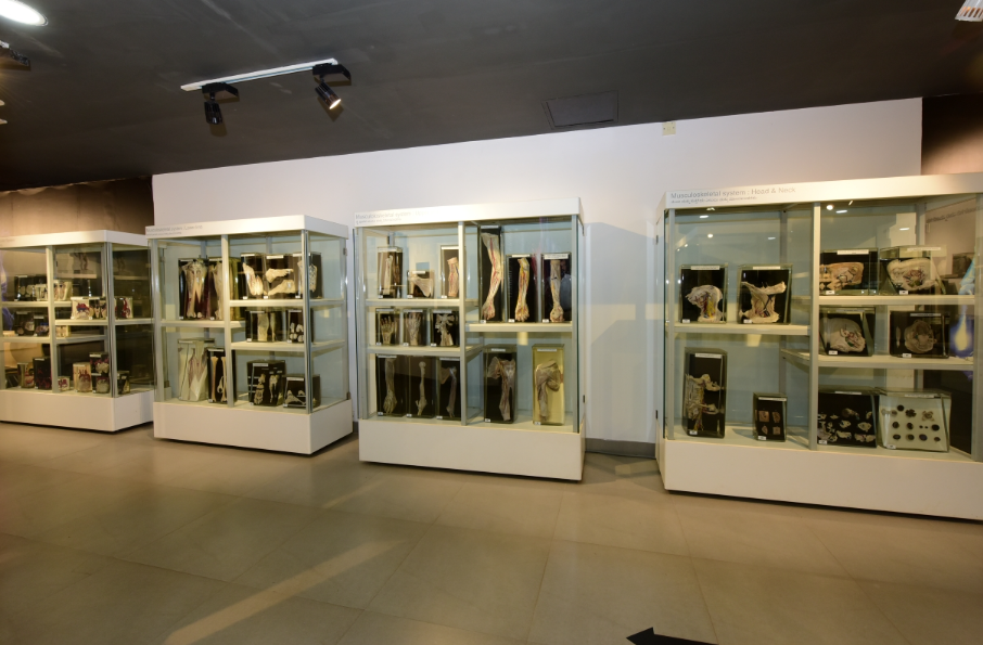 Manipal Museum of Anatomy and Pathology, Udupi, Karnataka - Vushii.com